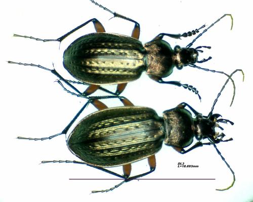 Carabus arvensis